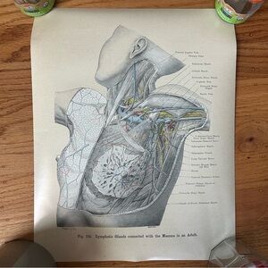 Vintage anatomical lymph and mammary print from grays anatomy